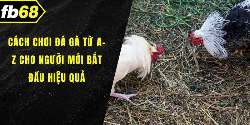 Cách chơi đá gà