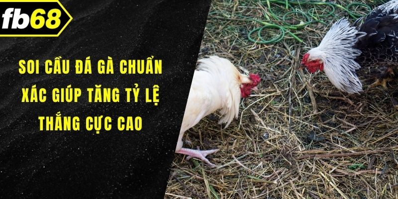 Soi cầu đá gà